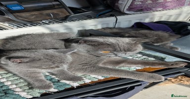 British Longhair cats - Advert 8