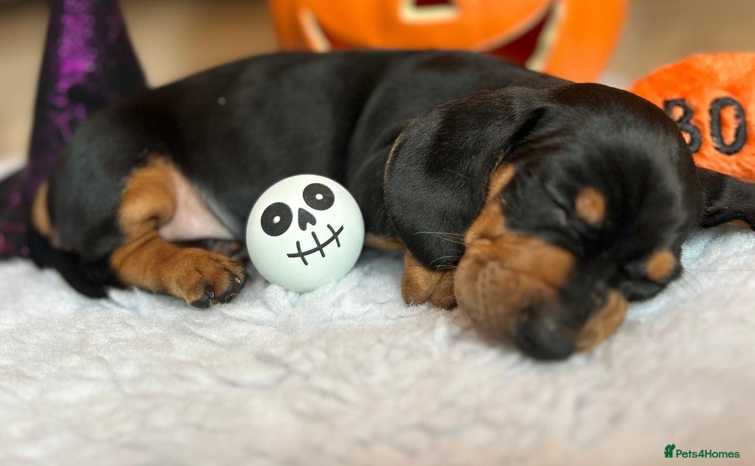 Dachshund dogs for sale: Beautiful Dachshund Puppies Ready to go 8th Nov  - Image 31