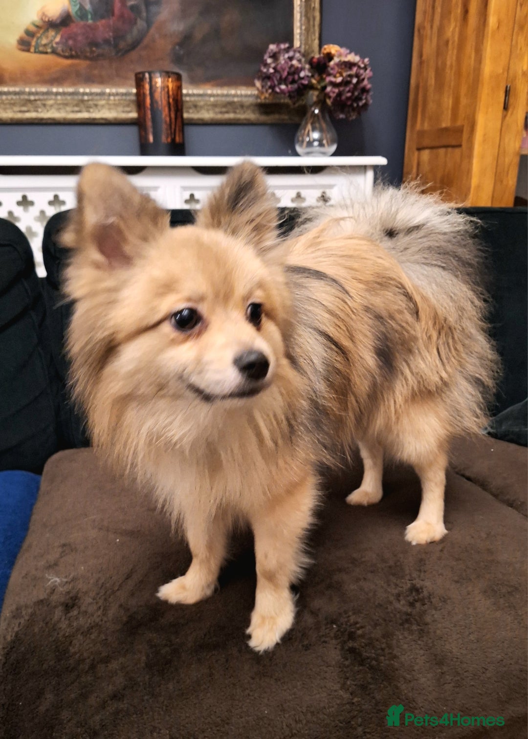 Pomeranian dogs for sale: Pomeranian Male - Advert 2