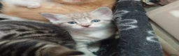 Mixed Breed cats for sale: Six boys and one girl😍😍😍 - Advert 19