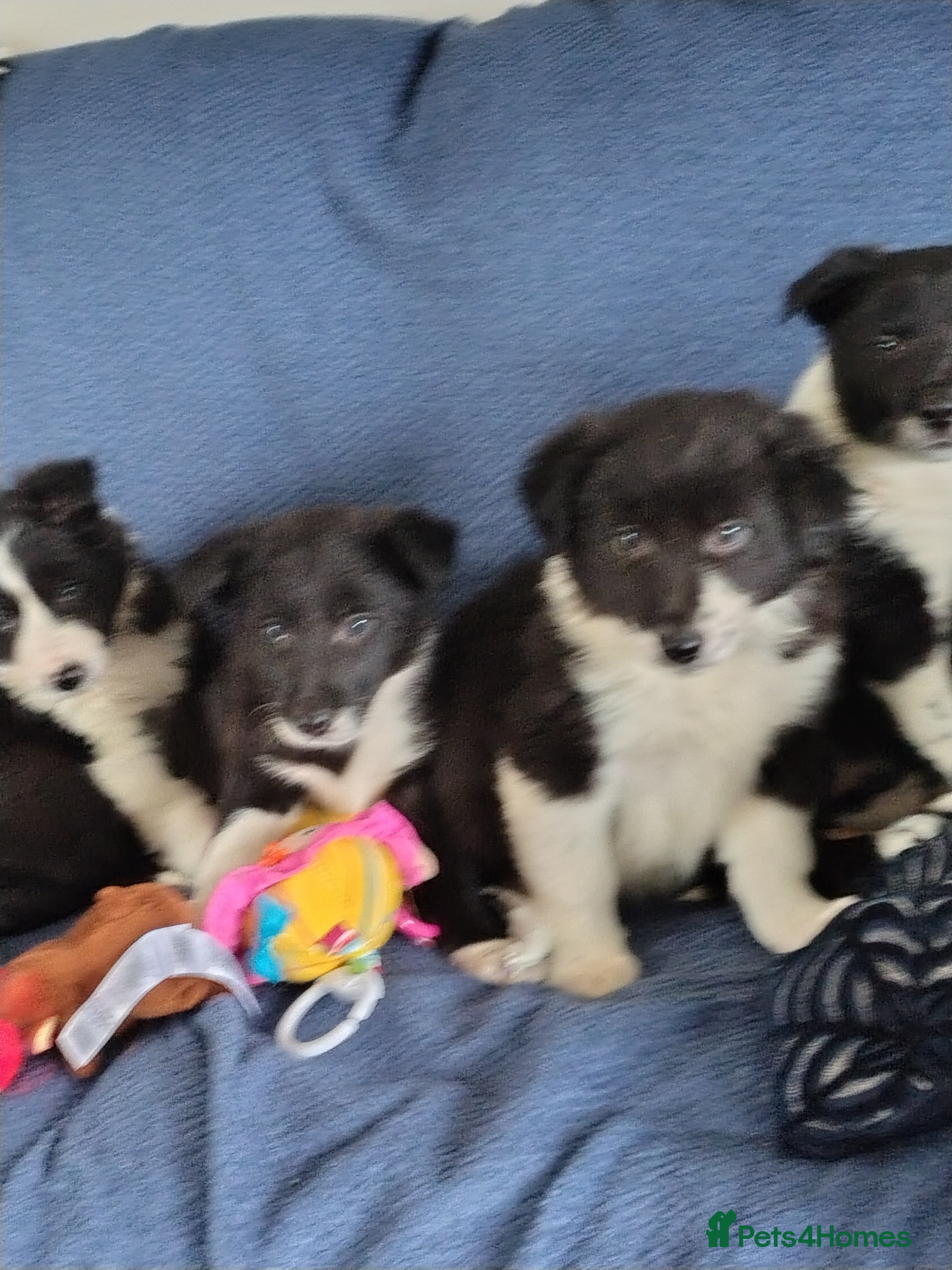 Border Collie dogs Collie Pups  - Call if interested  - Advert 1