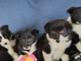 Border Collie dogs Collie Pups - Call if interested - Advert 2