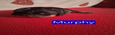 Murphy