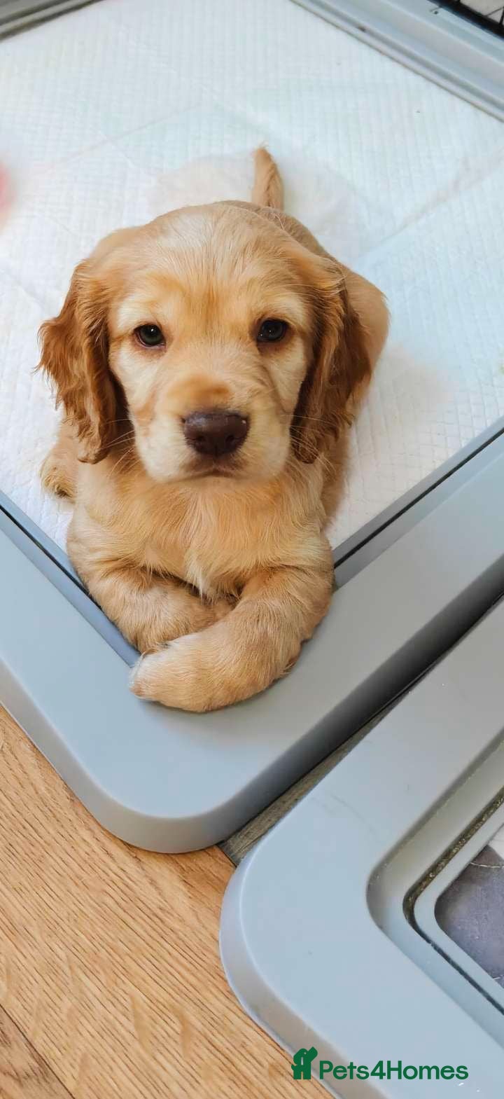 Cocker Spaniel dogs Cocker spaniel puppies  - Advert 8