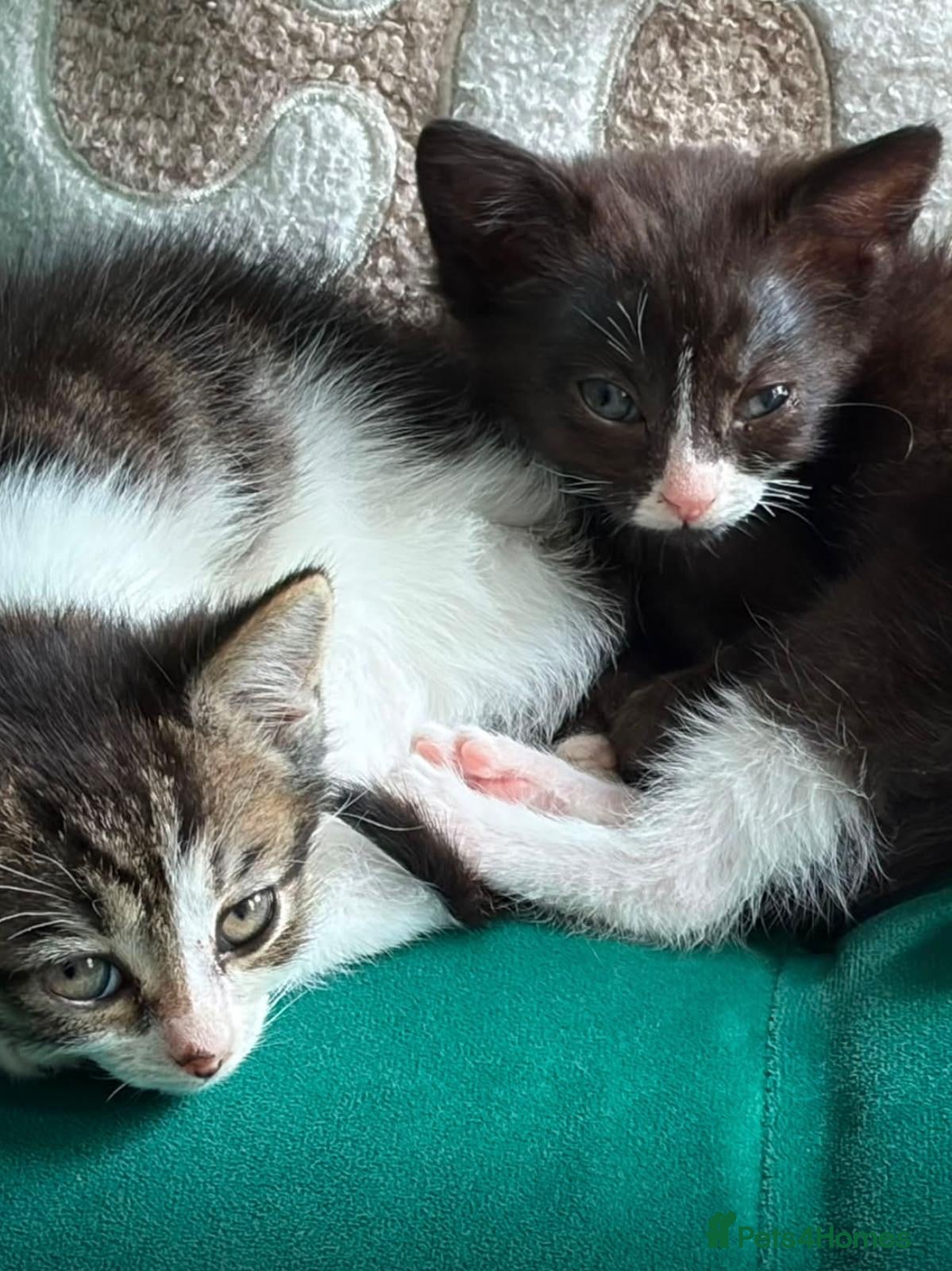 Mixed Breed cats Mavis and Edward  - Advert 1