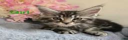 Maine Coon cats for sale: 6 TICA registered Maine Coon kittens. - Advert 12