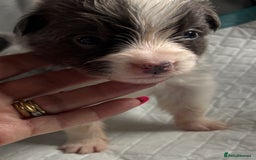 Border Collie dogs for sale:  Long Haired KC Reg Border Collie puppies for sale - Image 24