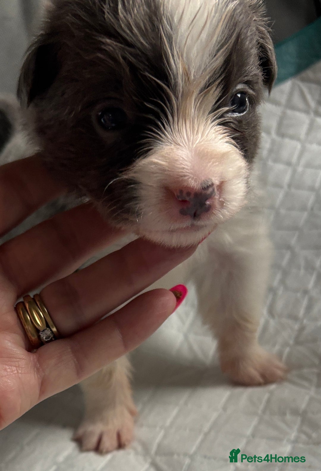 Border Collie dogs for sale:  Long Haired KC Reg Border Collie puppies for sale - Image 24