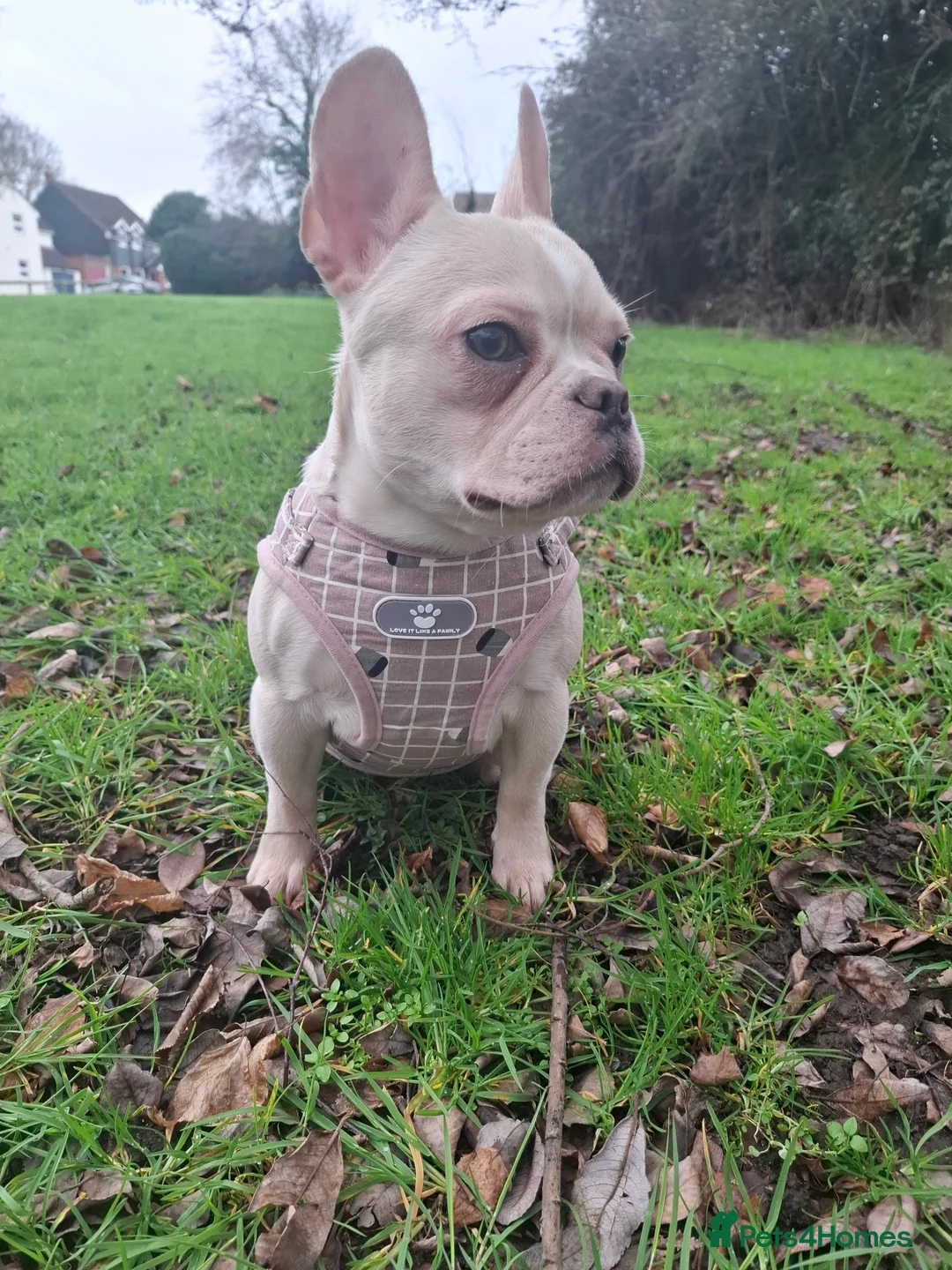 French Bulldog dogs for sale: French bulldog  - Advert 2