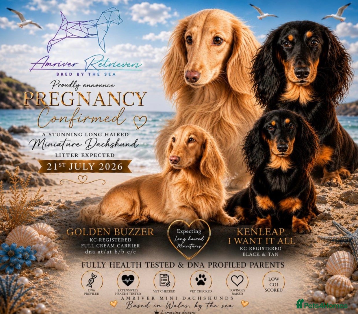 Dachshund dogs ❤️ Beautiful Long Haired Dachshund Puppies - Advert 1