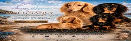 Dachshund dogs for sale: ❤️ Beautiful Long Haired Dachshund Puppies - Advert 1
