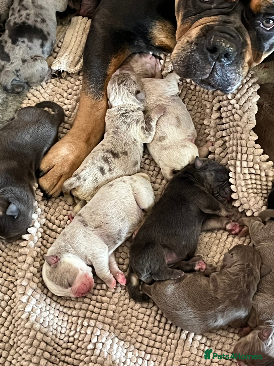 Olde English Bulldogge dogs for sale: Old English bulldog females - Image 5