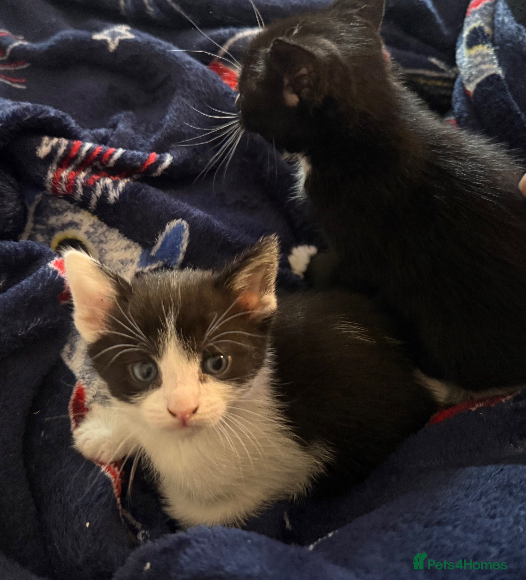 Mixed Breed cats Bsh cross dsh kittens - Advert 7