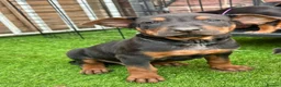 Chinese Red Dog dogs for sale: BEAUIFUL CHINESE RED DOG PUPS - Advert 6