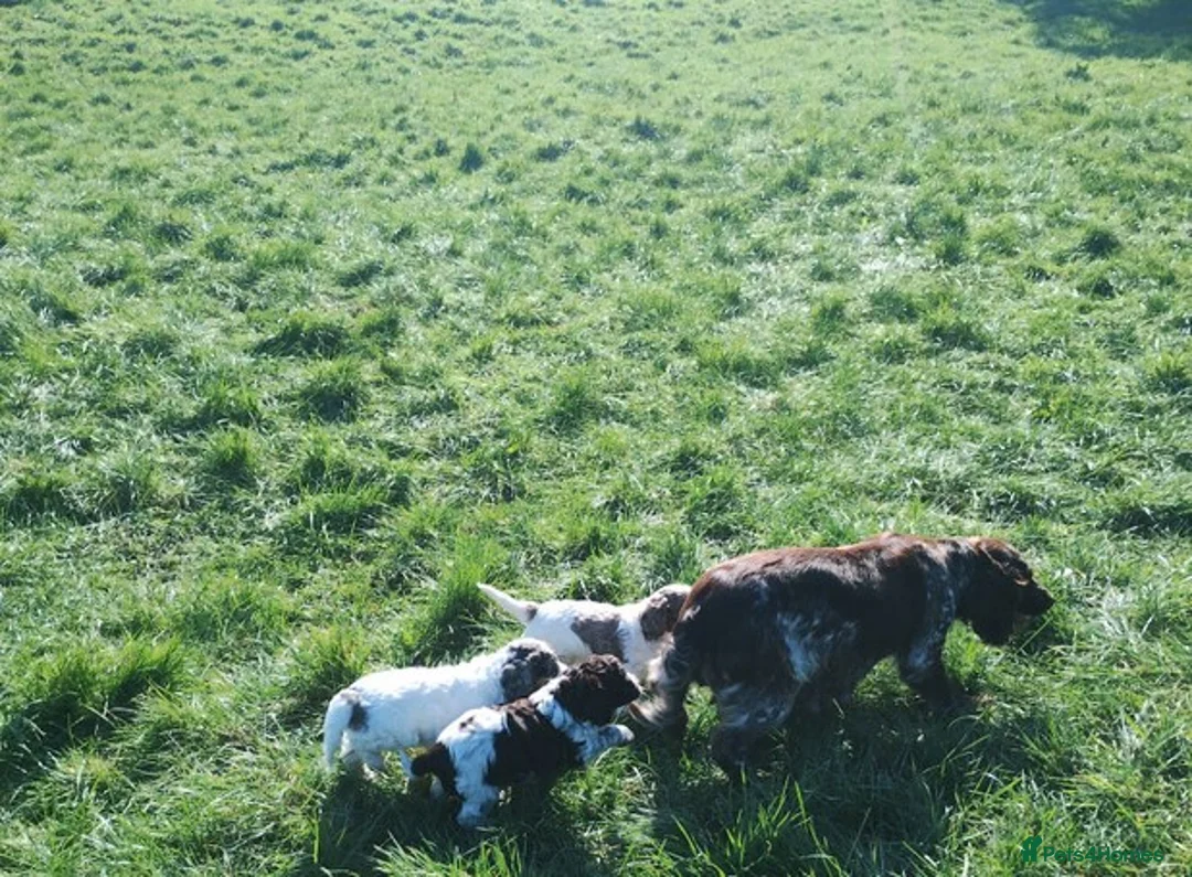 Cockapoo dogs for sale: Cockapoo puppies in Birmingham - Advert 2
