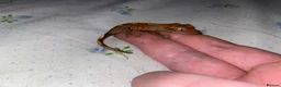 Gecko reptiles for sale: unsexed crested geckos - Advert 4