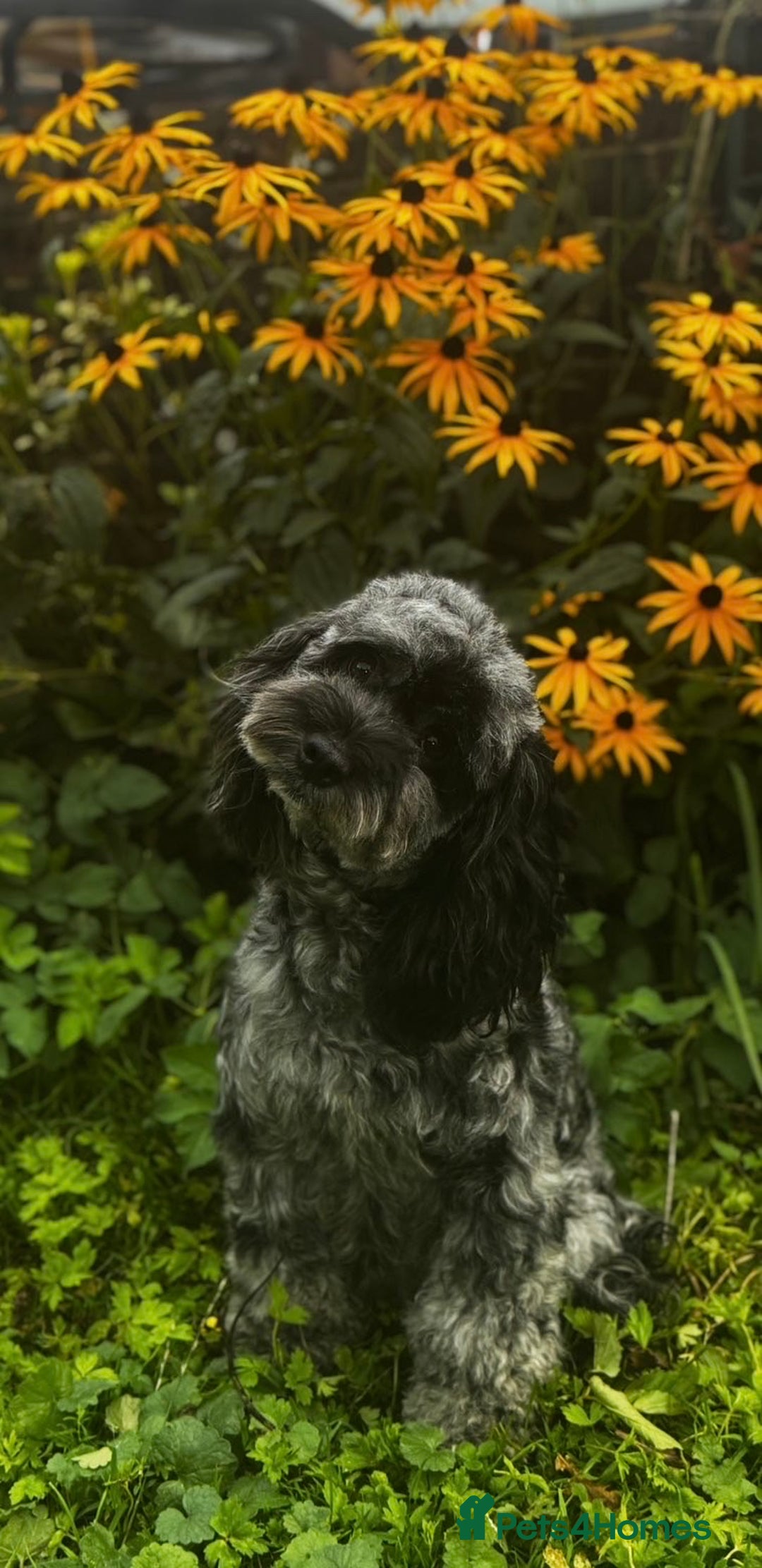 Cavapoo dogs for sale: Stunning F1b mini cavapoos  - Image 11