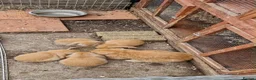 Mini Lop rabbits for sale: Mini lop babies  - Advert 3