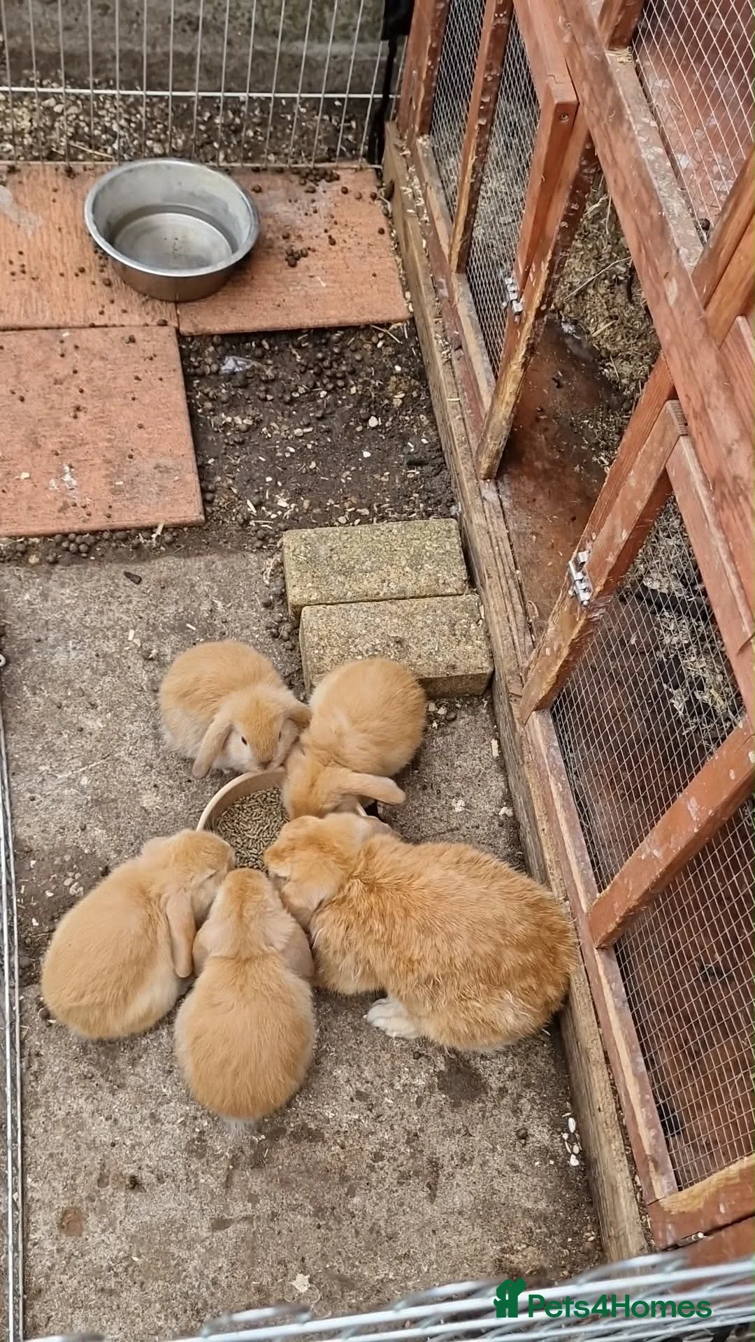 Mini Lop rabbits for sale: Mini lop babies  - Advert 3