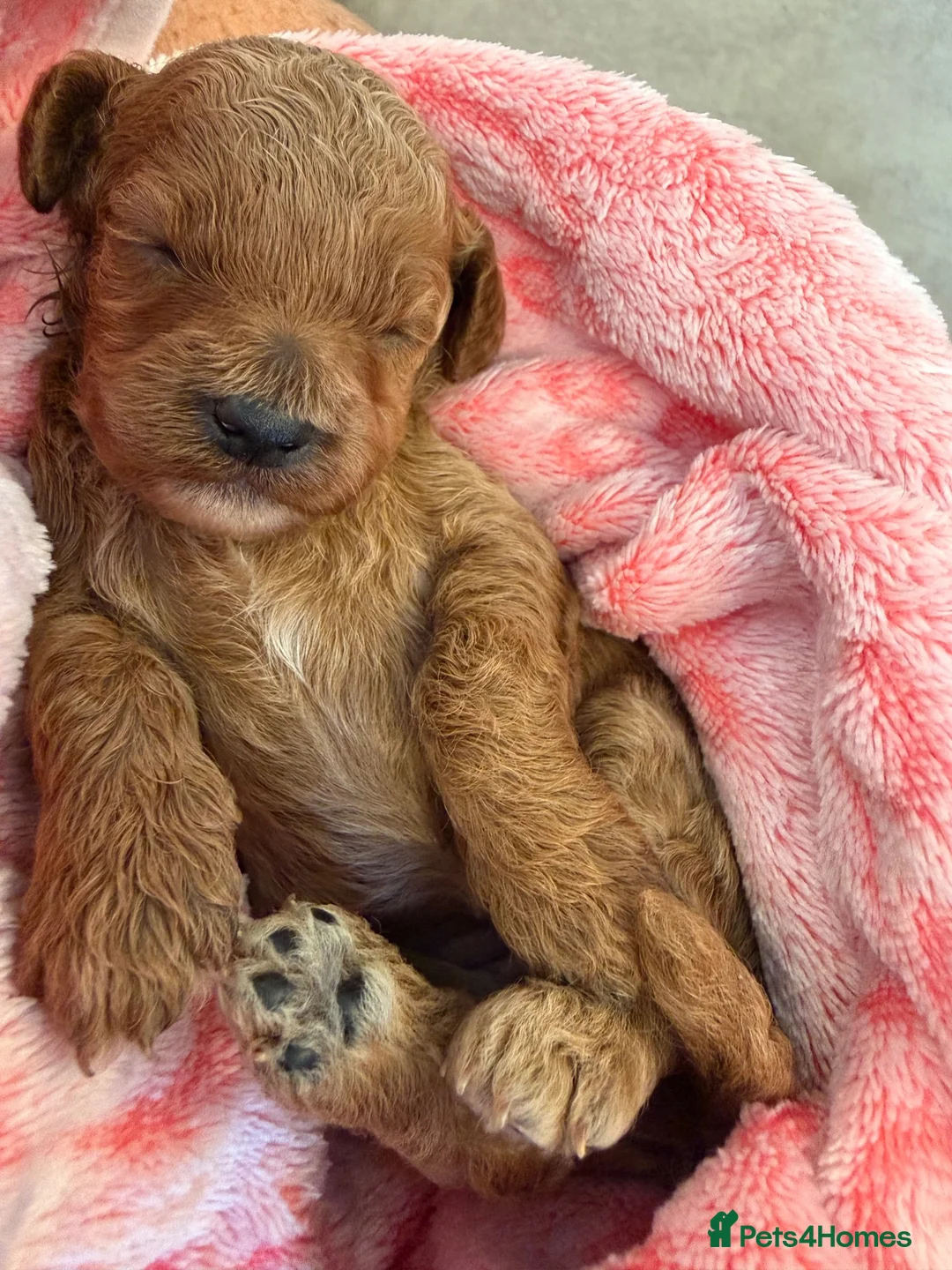 Cavapoo Puppies for sale in Plymouth | Pets4Homes