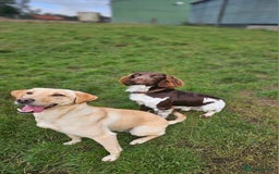 English Springer Spaniel dogs for sale: Stunning traditional springer - Image 5