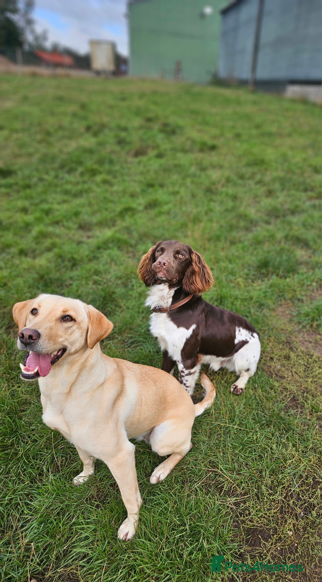 English Springer Spaniel dogs for sale: Stunning traditional springer - Image 5