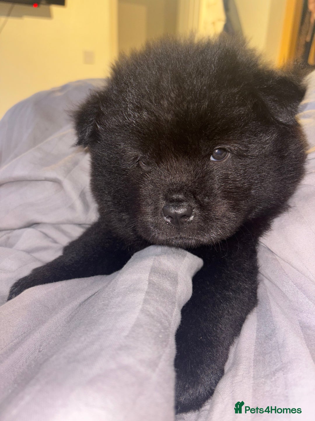 Chow Chow dogs for sale: Merle Chow Chow Pups 🐻 - Image 37