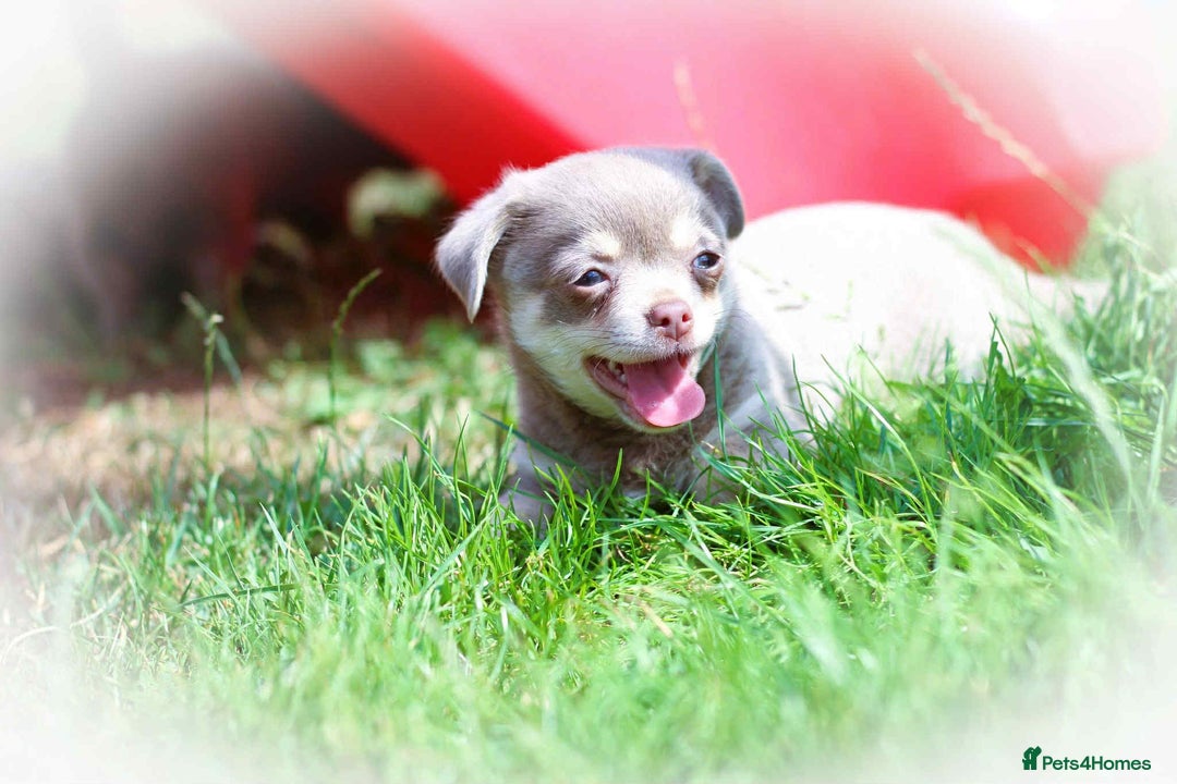 Chihuahua dogs for sale: Lilac chihuahua KC Registered Boys - Image 20