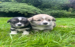 Welsh Corgi Pembroke dogs for sale: KC Registered Cuties! Pembrokeshire Corgi Puppies - Image 2