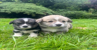Welsh Corgi Pembroke dogs - Advert 10