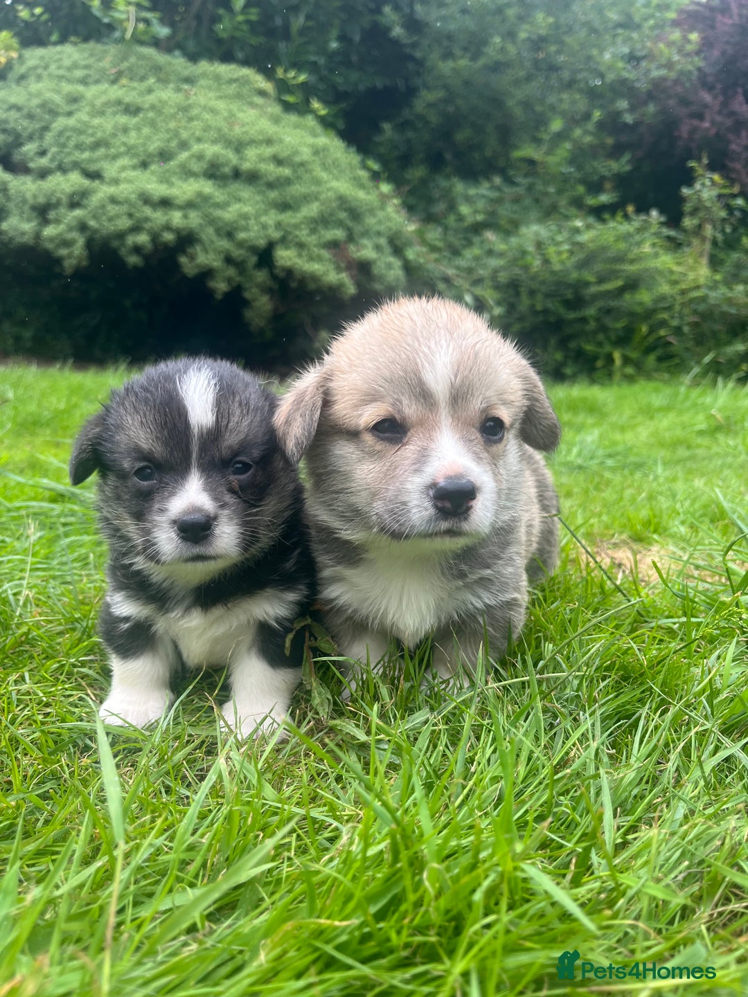 Welsh Corgi Pembroke dogs for sale: KC Registered Cuties! Pembrokeshire Corgi Puppies - Image 2