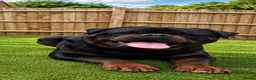 Rottweiler dogs for stud: NEW Rottweiler Stud - UK 🇬🇧 KC REG - LITTER DUE - Advert 4