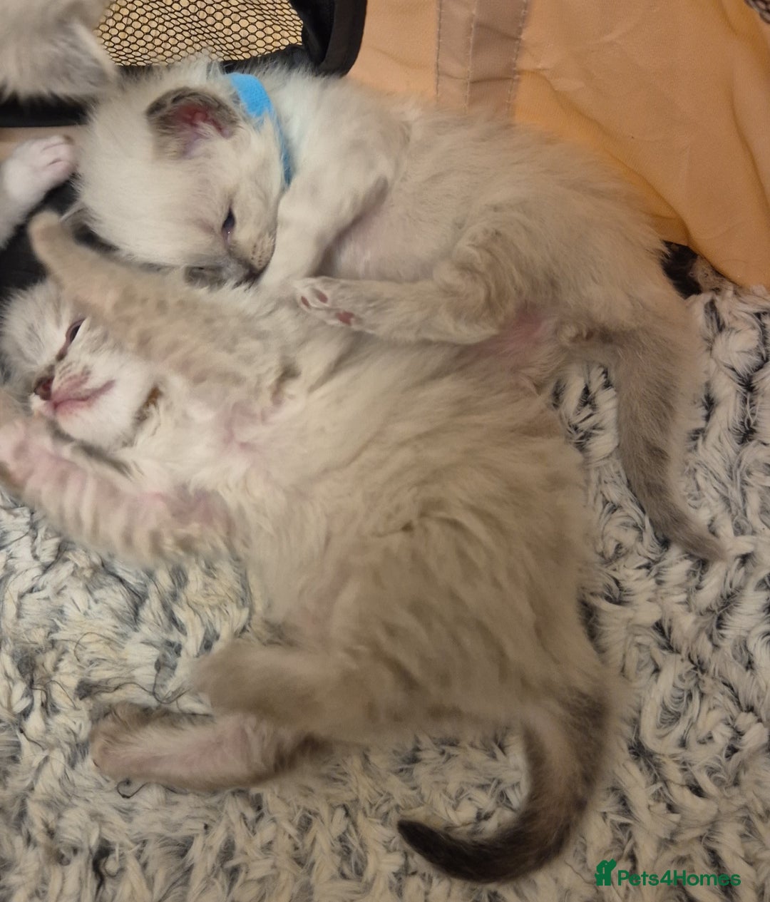 Ragdoll cats for sale: Beautiful ragdoll kittens  - Image 4