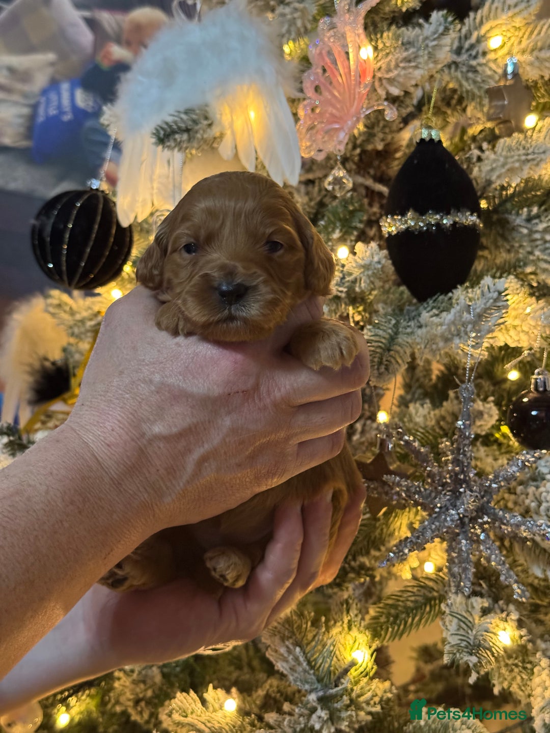 Mini Goldendoodle dogs for sale: 7 mini goldendoodle dna clear puppies - Advert 6