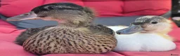 Ducks poultry for sale: Female mini call ducklings - Advert 3