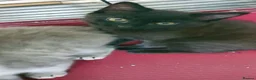 Mixed Breed cats for sale: 2 kittens  - Advert 4
