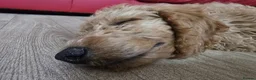 Goldendoodle dogs for sale: Billie - Gorgeous goldendoodle puppy in Chesterfield - Advert 7
