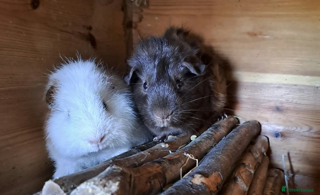 Guinea Pig rodents for sale: Gorgeous guinea pigs for new forever homes  - Advert 4