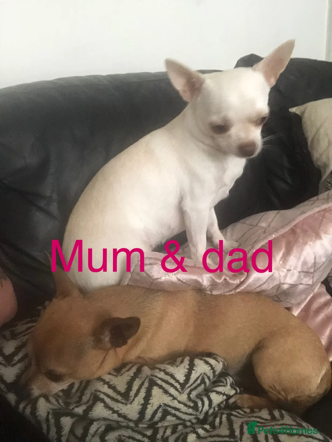 Chihuahua dogs for sale: Tan and white tiny chihuahua puppy male - Advert 2
