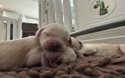 Double Doodle dogs for sale: Double doodle litter born 24/07/25 - Image 21