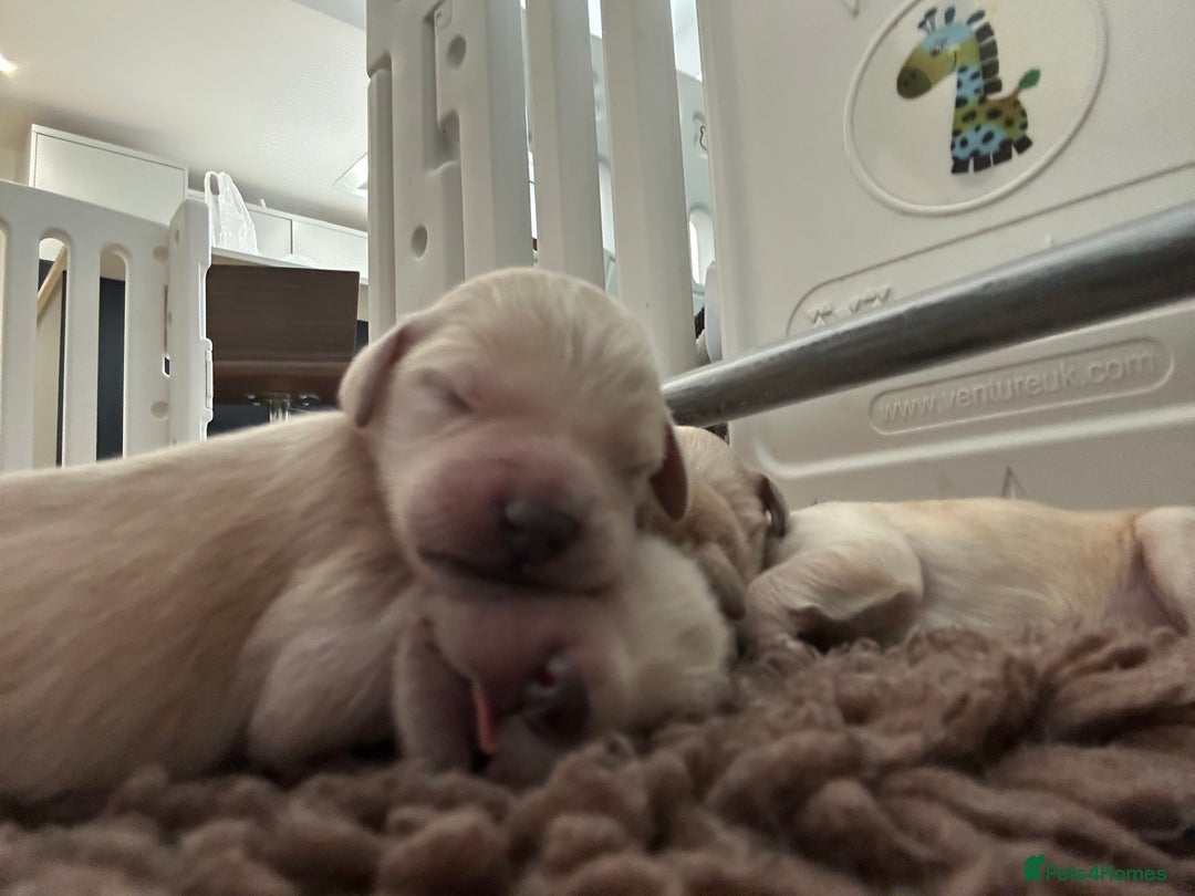 Double Doodle dogs for sale: Double doodle litter born 24/07/25 - Image 21