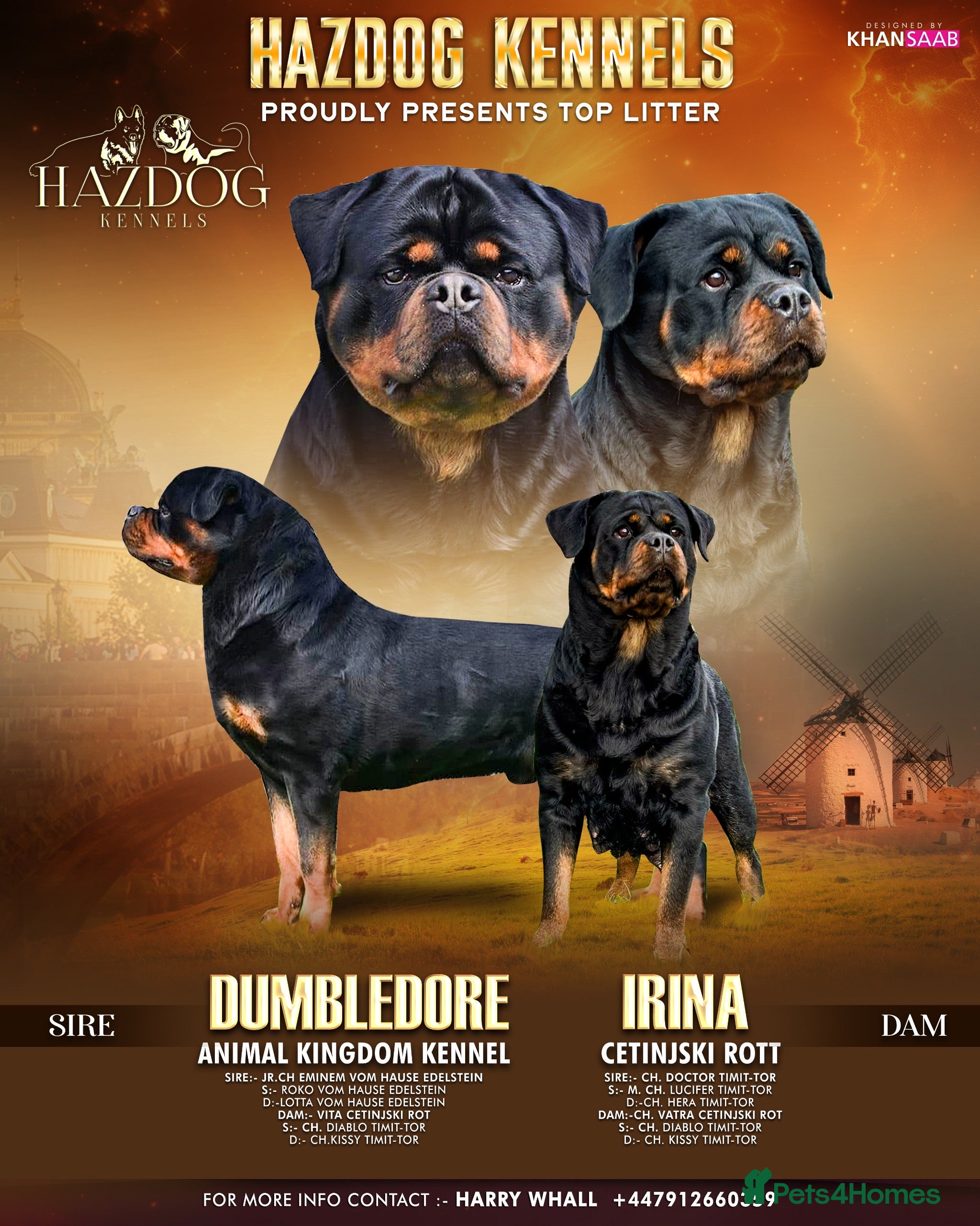 Rottweiler dogs 🏆 Champion Bred XL Rottweilers 🏆 - Advert 1