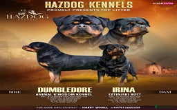 Rottweiler dogs for sale: 🏆 Champion Bred XL Rottweilers 🏆 - Advert 1