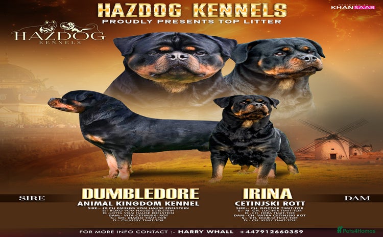 Rottweiler dogs 🏆 Champion Bred XL Rottweilers 🏆 - Advert 1