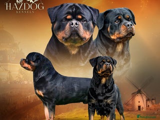 Rottweiler dogs 🏆 Champion Bred XL Rottweilers 🏆 - Advert 1