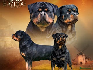 Rottweiler dogs 🏆 Champion Bred XL Rottweilers 🏆 - Advert 1