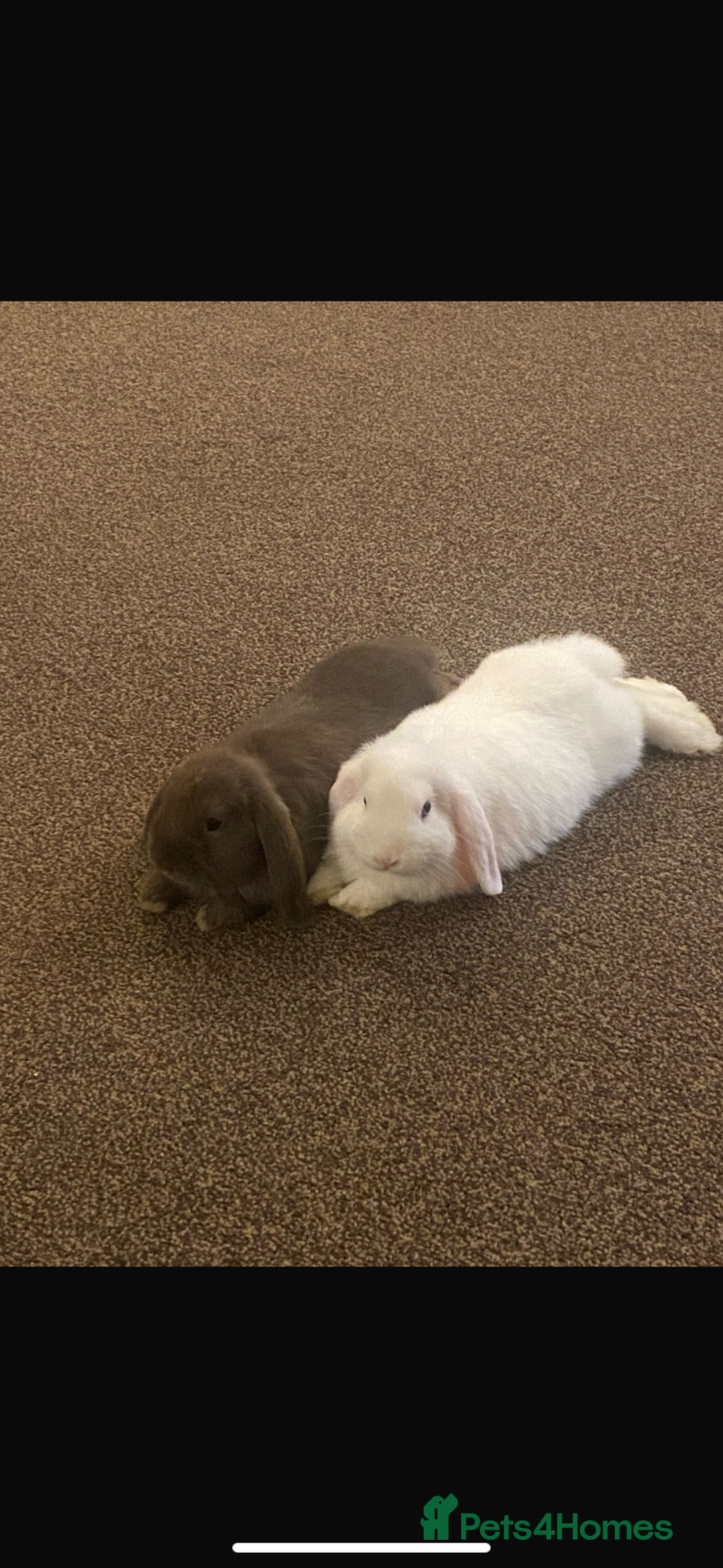 Mini Lop rabbits for sale: Mini lops bonded brother and sister - Image 4