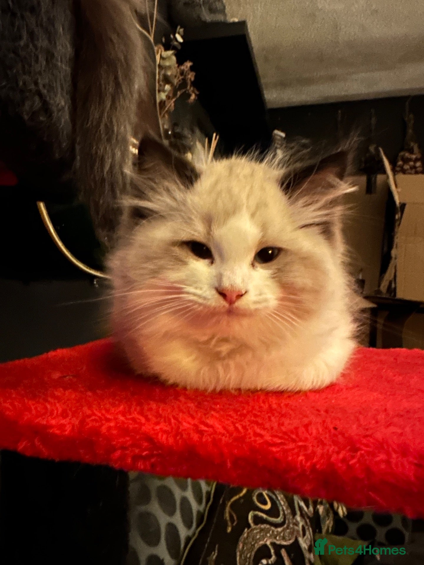 Ragdoll cats Purebred Ragdoll Kittens  - Advert 6