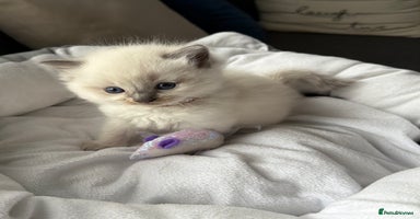 Ragdoll cats - Advert 4