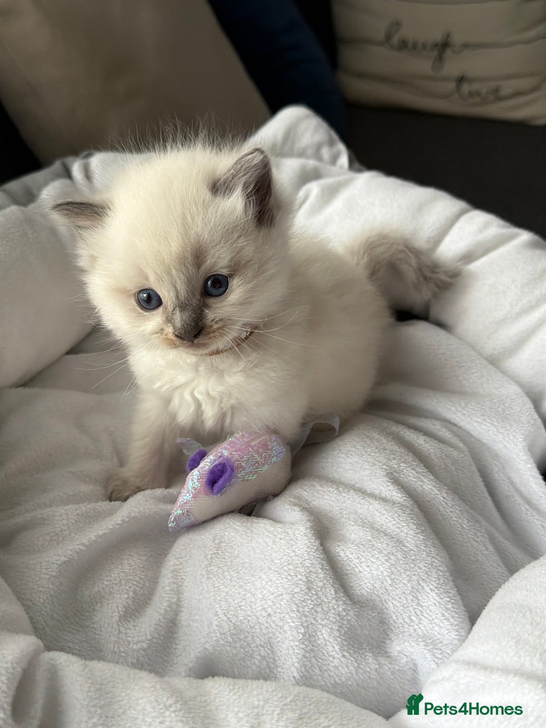 Ragdoll cats for sale: Ragdoll-lovely kittens - Image 3